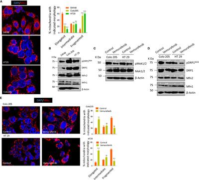 DRP1 Promotes BRAFV600E-Driven Tumor Progression and Metabolic Reprogramming in Colorectal Cancer